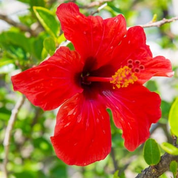 Red tropical flower hibiscus with green leaves