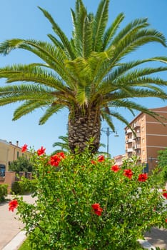 Red tropical flower hibiscus and palm tree on the background