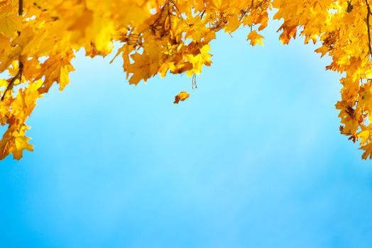 Golden, yellow and orange leaves on the blue sky. Autumn background