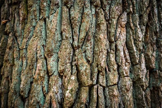 Dark brown oak bark can be used for background and texture