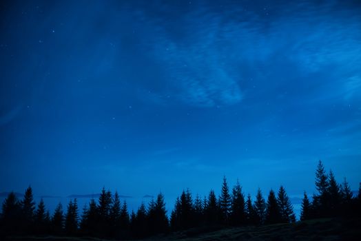 Forest of pine trees under blue dark night sky with many stars. Space background