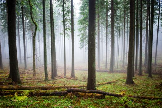 Mysterious fog in the green forest with pine trees