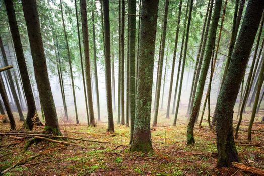 Mysterious fog in the green forest with pine trees