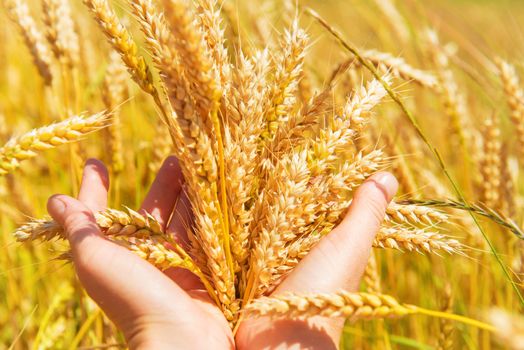 Wheat in the hands. Harvest time, agricultural background