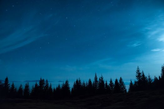 Forest of pine trees under moon and blue dark night sky with many stars. Space background