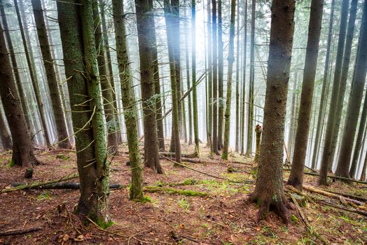 Mysterious fog in the green forest with pine trees