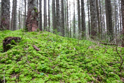 Green grass under big trees in the forest