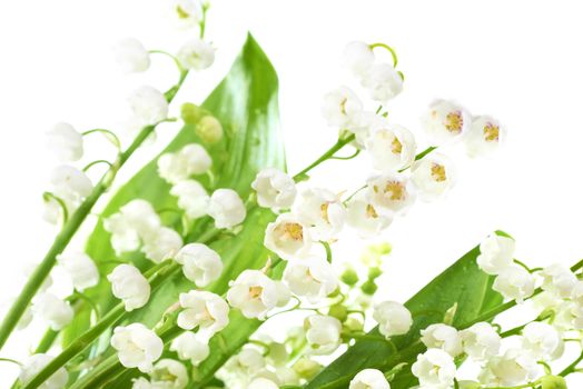 White flowers lilies of the valley isolated on white background