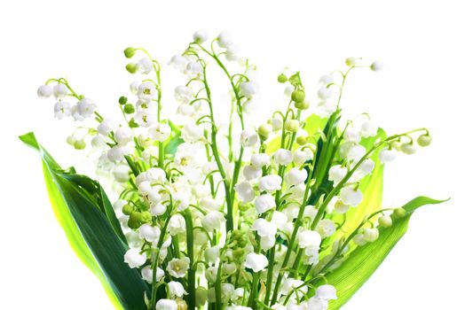 White flowers lilies of the valley isolated on white background