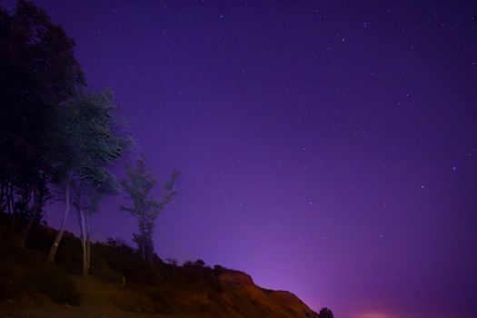 Big green trees in a forest under blue dark sky with many bright stars.