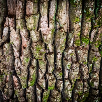 Dark brown oak bark can be used for background and texture