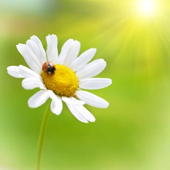 White flower daisy- camomile and red ladybug on green background with bright sun