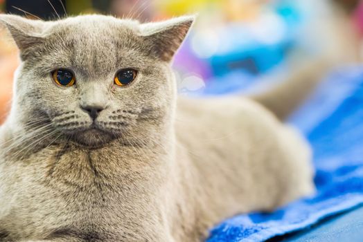 Adorable britan gray cat with orange eyes sitting and looking at camera