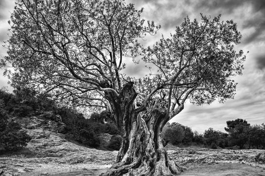 old olive tree in France Provence oil agriculture