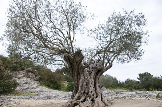 old olive tree in France Provence oil agriculture