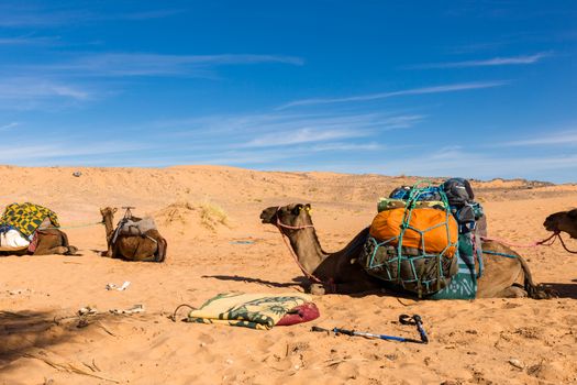 Camels are loaded in the Sahara desert, Morocco