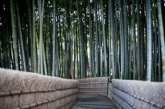 Walkway through forest of bamboo at the Nenbutsu Ji Temple in Arashiyama Kyoto Japan