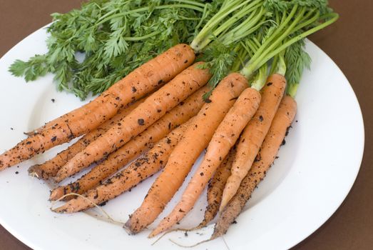 Bunches of orange carrots recently pulled from ground with pieces of soil on them over white plate