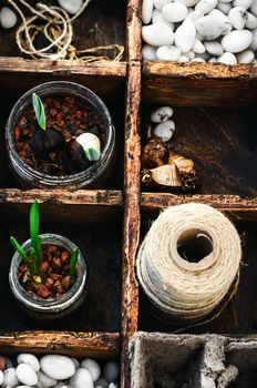 spring plant seedlings in wooden box grown planting
