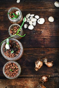 spring plant seedlings in wooden box grown planting