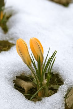 A fresh crocus flower in the snow