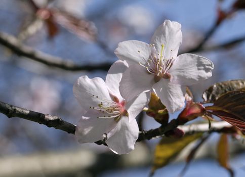 Sakura branch with flowers against blue sky