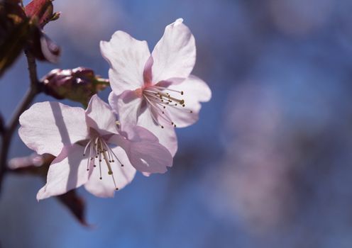 Sakura branch with flowers against blue sky
