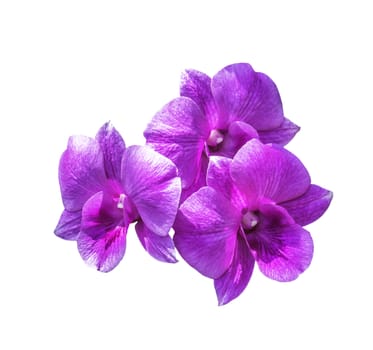 Three magenta orchid flowers isolated on white with clipping path