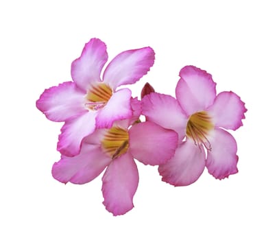 Three pink plumeria flowers isolated on white background