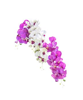 White and pink orchid flowers isolated on white background