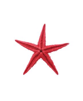 One red starfish on white background. Isolated with clipping path