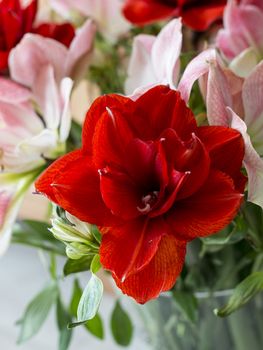 amaryllis flowers in red and soft pink