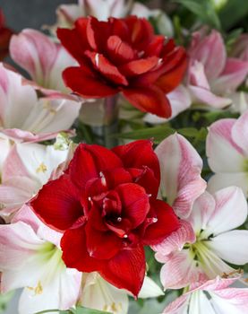 amaryllis flowers in red and soft pink