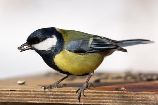 The photo shows a bird on a branch