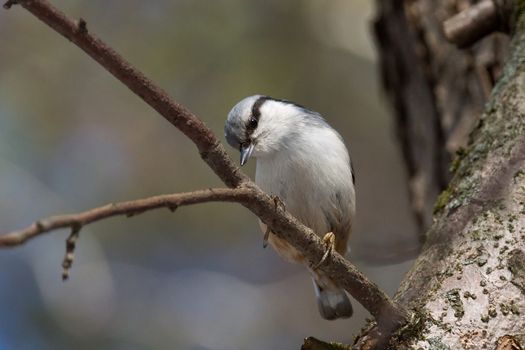 The photo depicts a gray nuthatch on tree