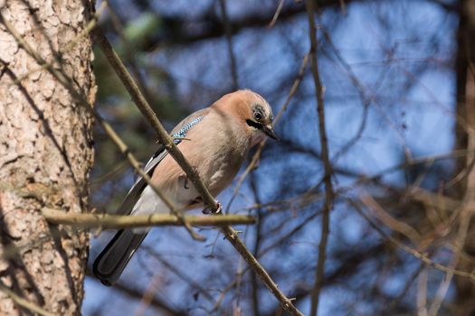 The photograph depicts jay on a branch