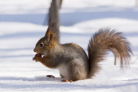 the photograph shows a squirrel on a tree