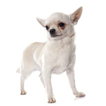 short hair chihuahua in front of white background