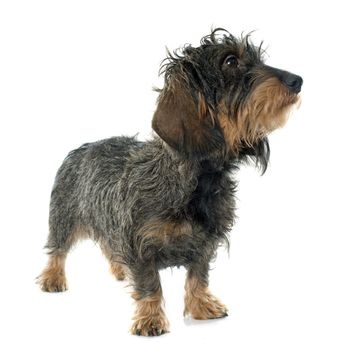 Wire haired dachshund in front of white background