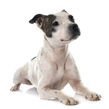 stafforshire bull terrier in front of white background