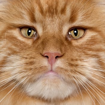 maine coon cat in front of white background