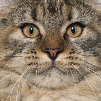 maine coon cat in front of white background