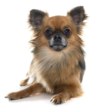 long hair chihuahua in front of white background