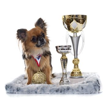 long hair chihuahua and trophyin front of white background