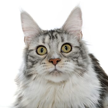 maine coon cat in front of white background