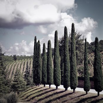 Hill of Tuscany with Vineyards and Cypresses, Vintage Style Toned Picture 