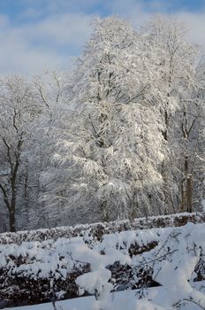 winter in sweden with snow on the tree and blue sky