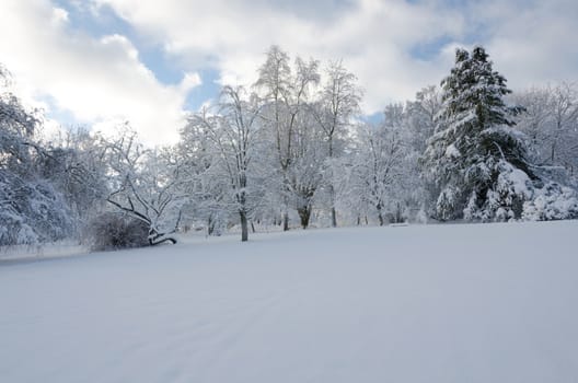 winter in sweden with snow on the tree and blue sky