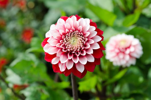 Beutiful flower in family Dahlia a red and lovely Rexona