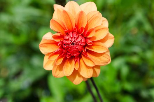 a great flower on the family Dahlia orange and beutiful